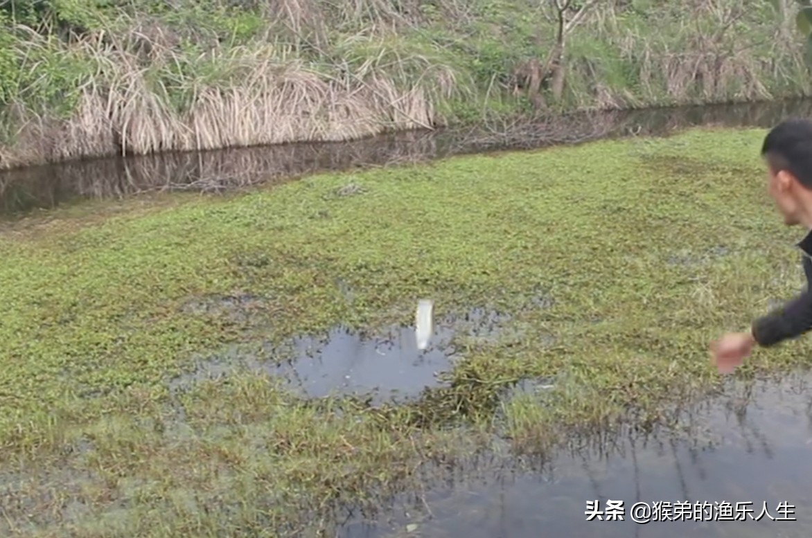 传统钓黑鱼比路亚好钓为什么,活水路亚钓黑鱼的方法与技巧