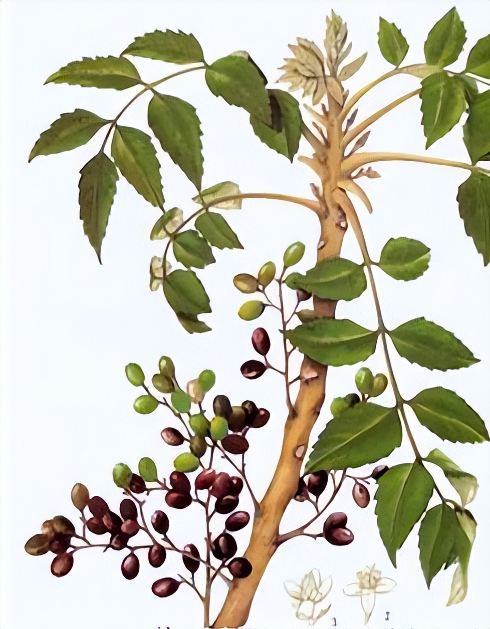 鸦胆子可以用来治疗尖锐湿疣吗？