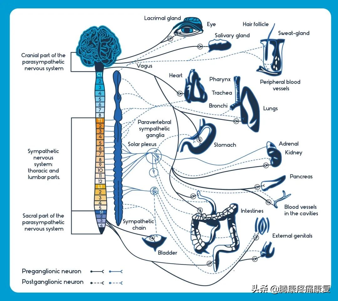 这个神经对身体影响巨大，经常被忽略，怎么刺激才能更健康？