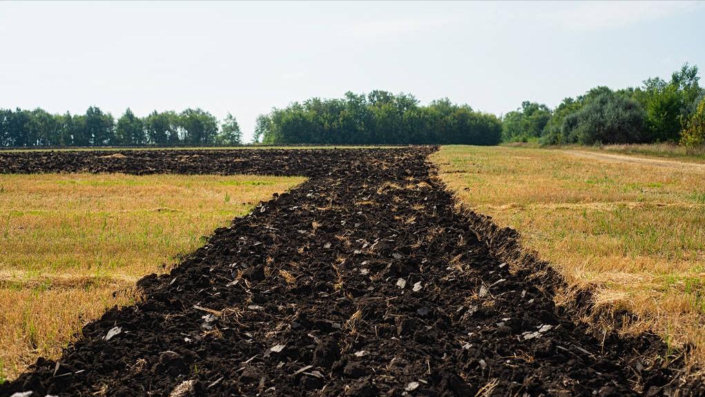 中国2022进口俄罗斯小麦多少钱,我国小麦产量