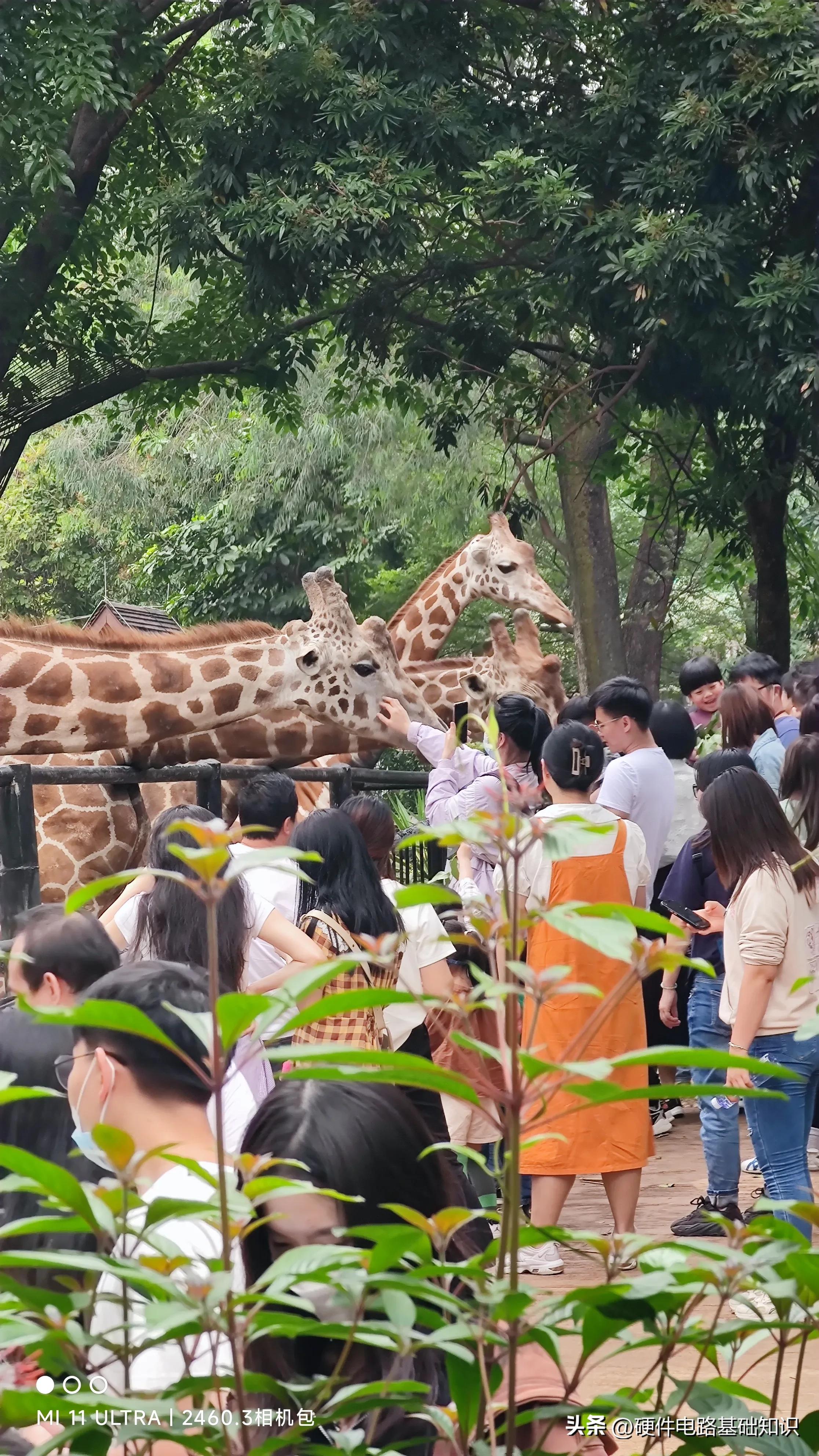 五一广州动物园人挤人的一天,广州动物园有序开放