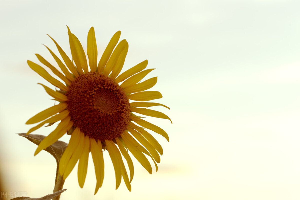 睡觉前发朋友圈的晚安句子高情商,睡觉前发的幽默晚安的句子