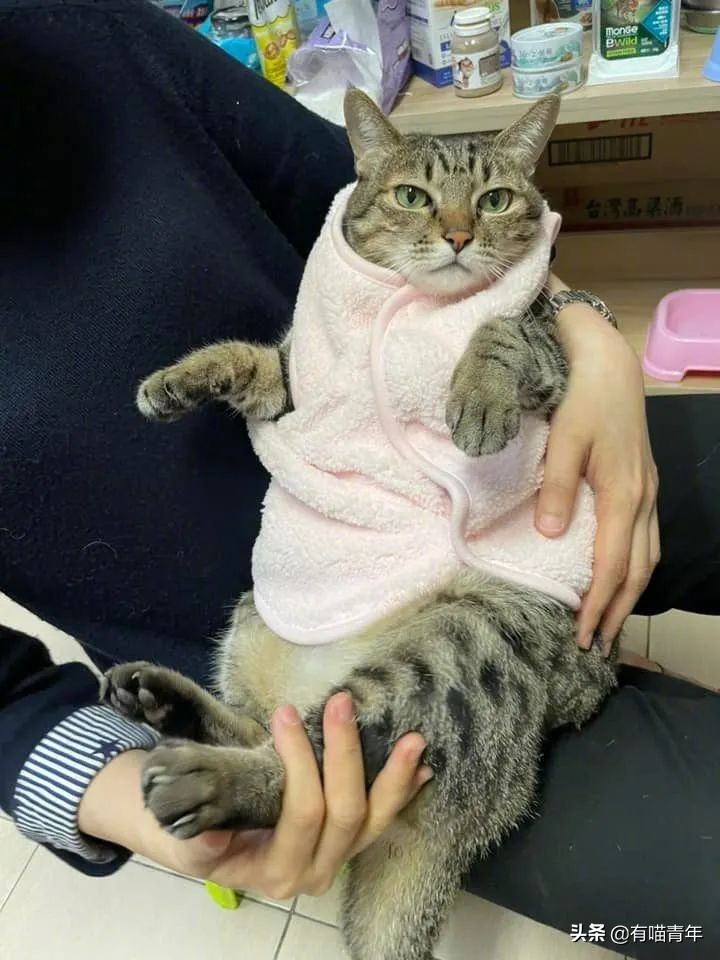 全世界唯一一只世界上最大的猫,世界上最小的体型最大的猫