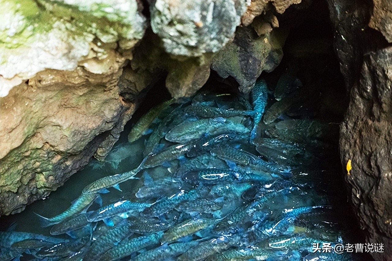 清明节前捕捞的鱼,清明节可以杀鱼吃吗