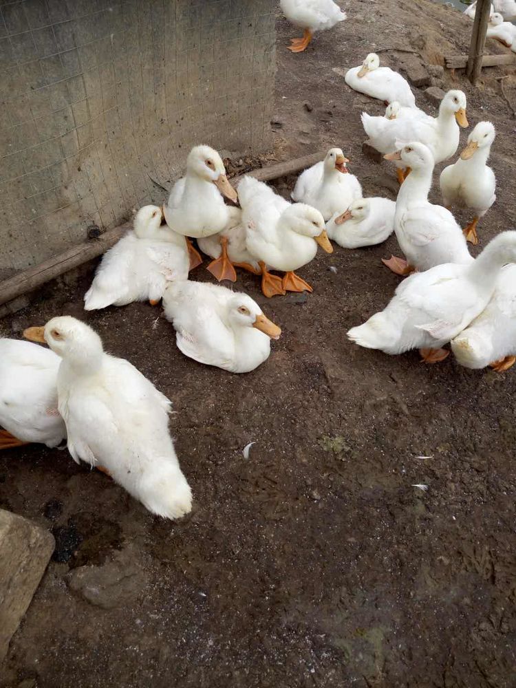 鸭子肿头肿脸是什么原因怎么治疗,鸭子流眼泪是什么病症怎么用药