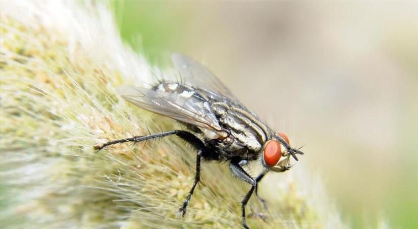 盘点十大难以杀死的动物,被砍了头的鸡还能活多久