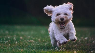这几天狗狗不怎么吃狗粮怎么回事,狗狗这几天不肯吃狗粮怎么回事