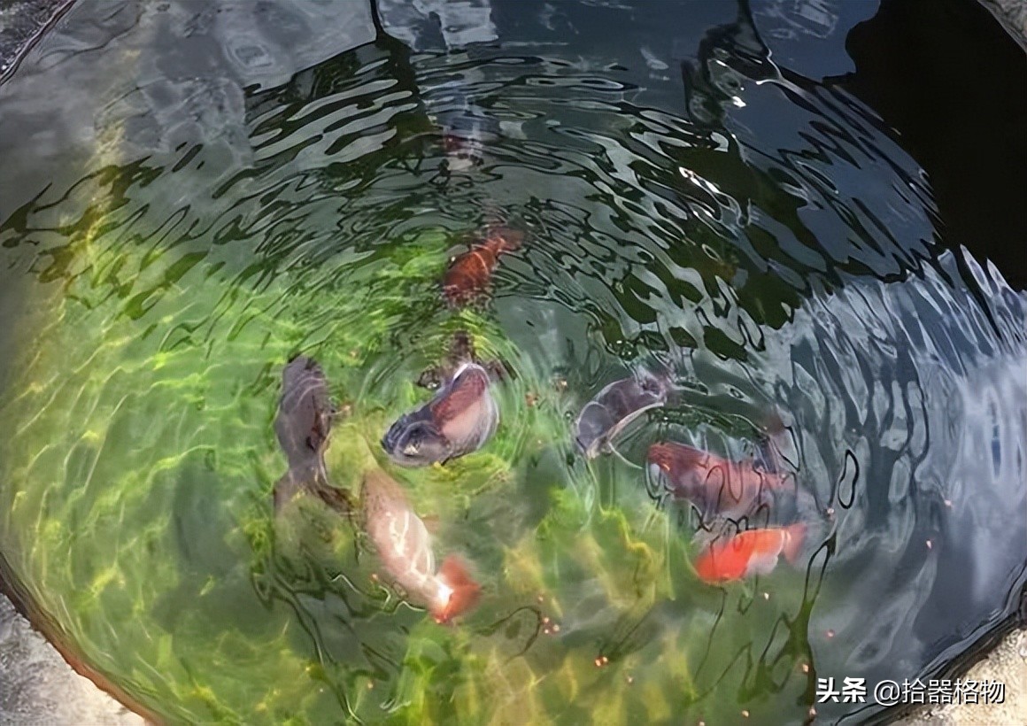 古代养金鱼怎么养活的,来谈一谈古人是如何养金鱼的