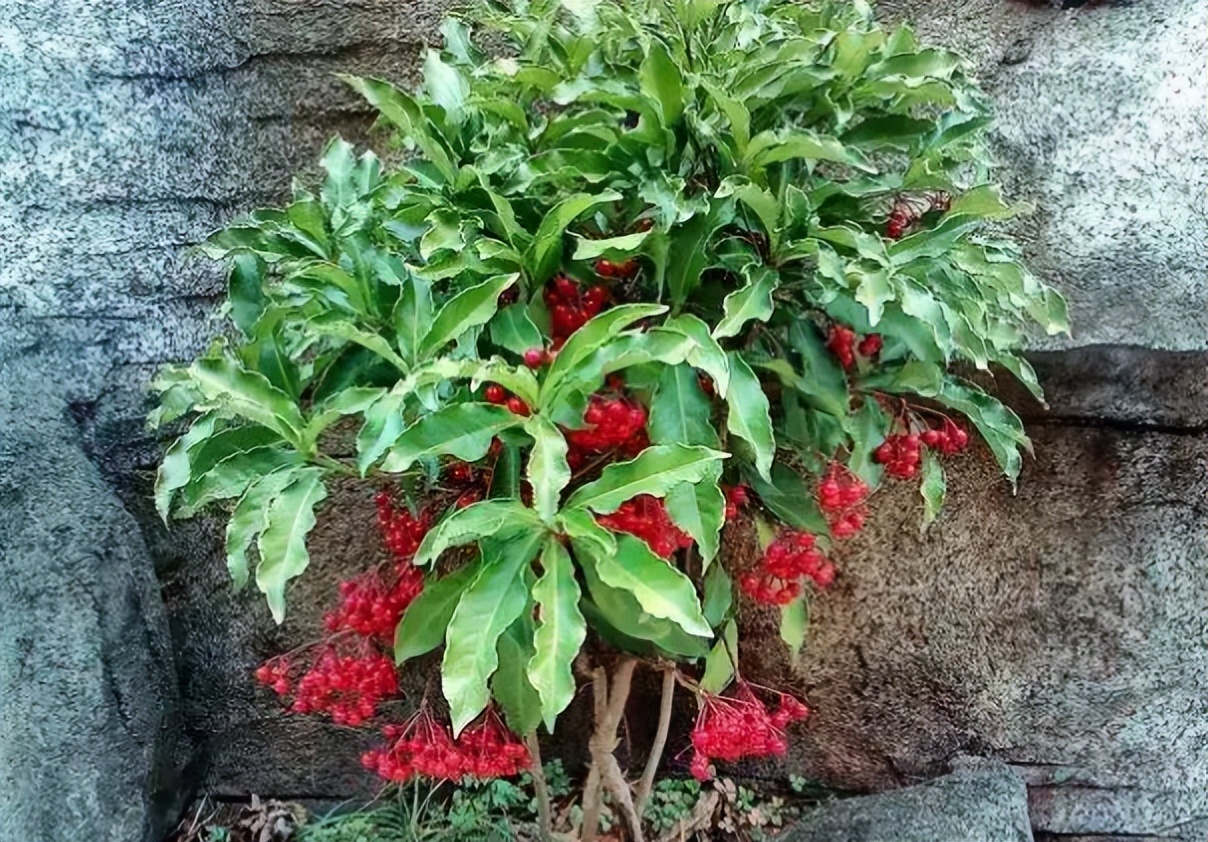 大气的花卉名字大全四个字,二字植物名字大全