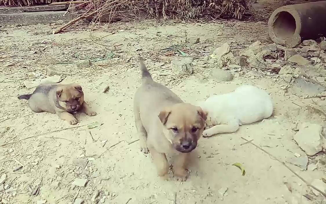 土狗为什么这么多人都不喜欢养,公的土狗忠诚还是母的土狗忠诚