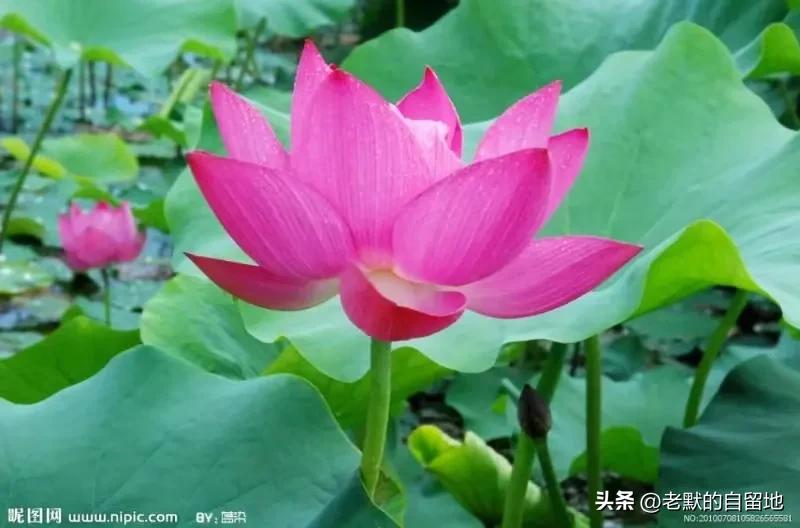 郑州市省实验小学好不好,郑州实验小学