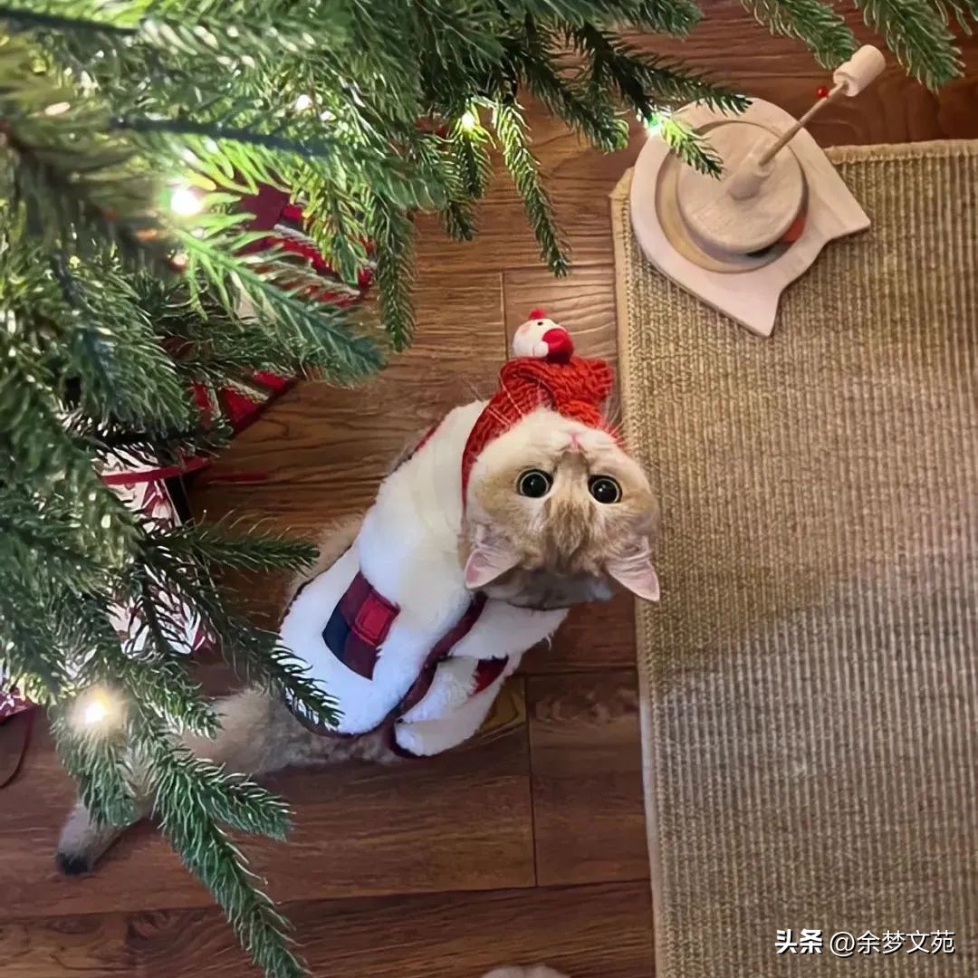 圣诞节发朋友圈的高质文案,圣诞节文案朋友圈简短