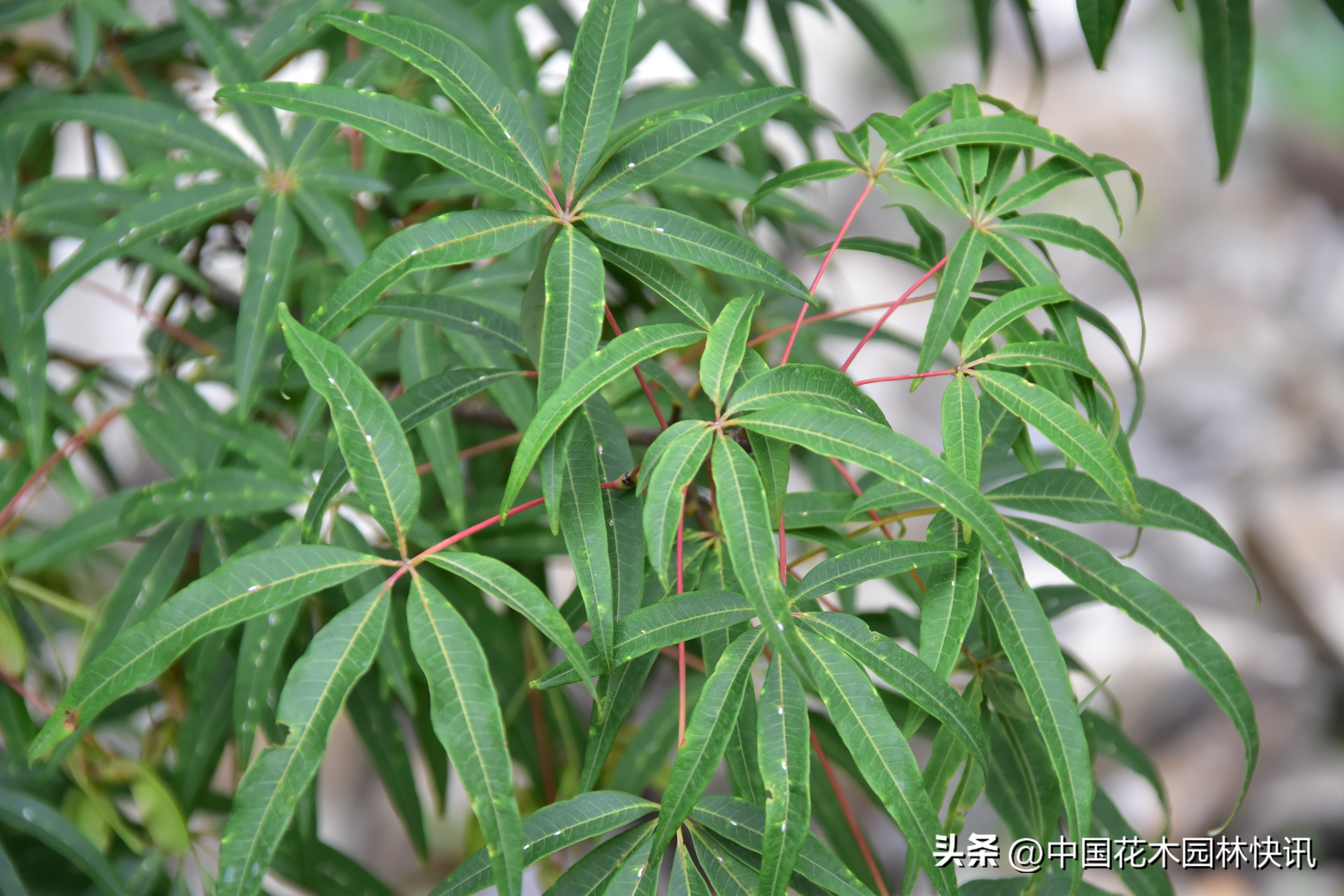 极危物种,五小叶槭是不是保护植物