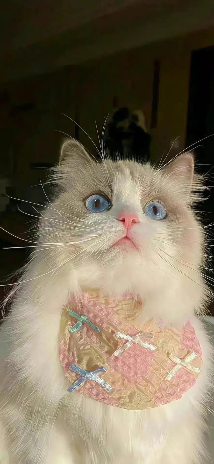 高清壁纸图片全屏干净高级,男士专用黑色美女全屏壁纸