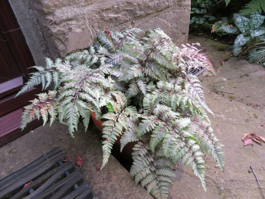 绱壊鐢昏暔鑰愬瘨,鏃ユ湰鐢昏暔鍏绘姢