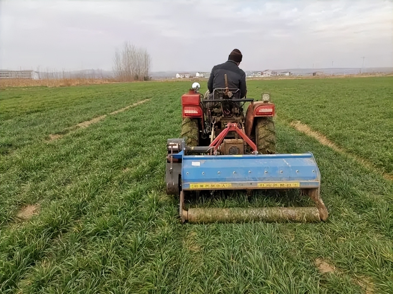 麦子是先旺后不能旺的真实情况,小麦拔节后怎么控旺