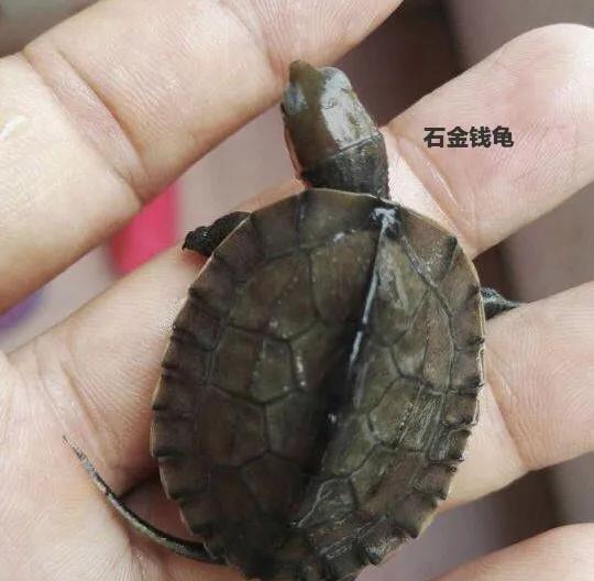 新手养什么龟比较易养,新手养什么龟又好看又便宜又耐活