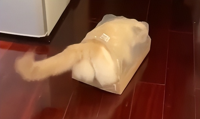 主人阳了，猫咪叼了包华子给他治嗓子，网友：真上道！