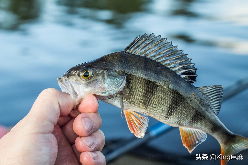 买鲈鱼买开背还是整条好,怎么挑选鲈鱼最好