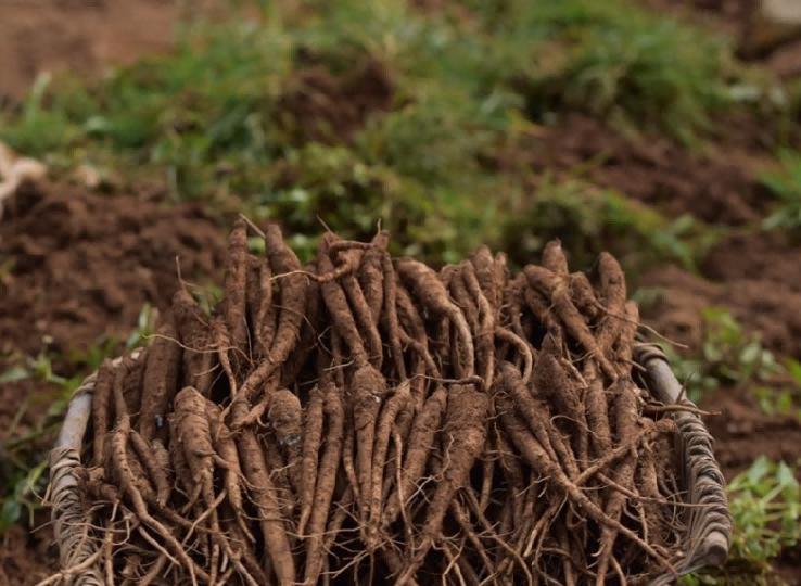 中药变毒物,中药变“毒药”