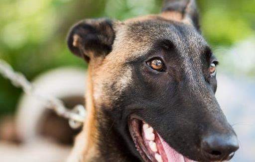 马犬眼睛发红眼屎多怎么办,马犬眼睛红肿是什么原因