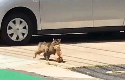 猫咪身上有个神奇的开关,猫咪身上的神秘开关