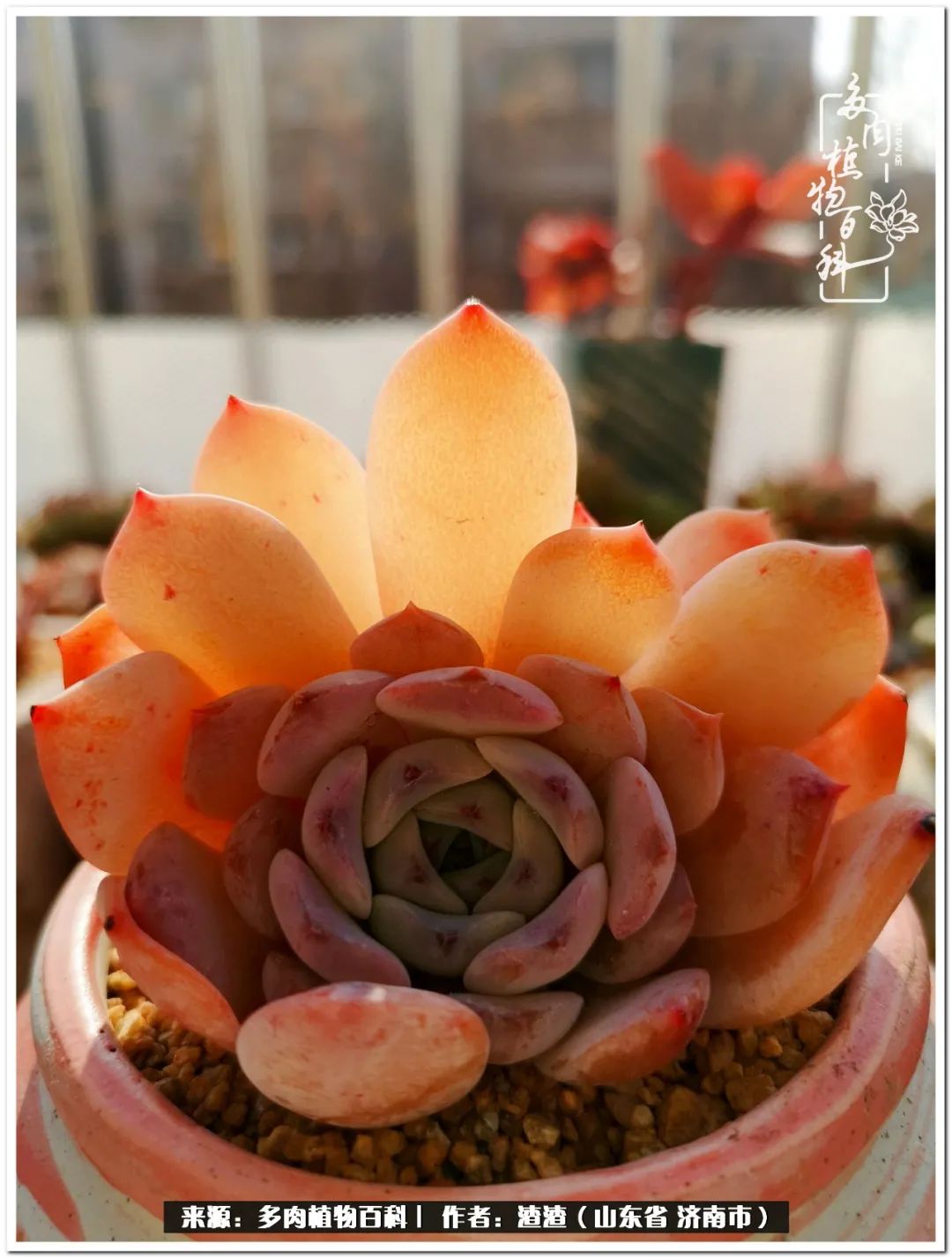 一个并不优秀的90后,何以解忧唯有多肉下一句