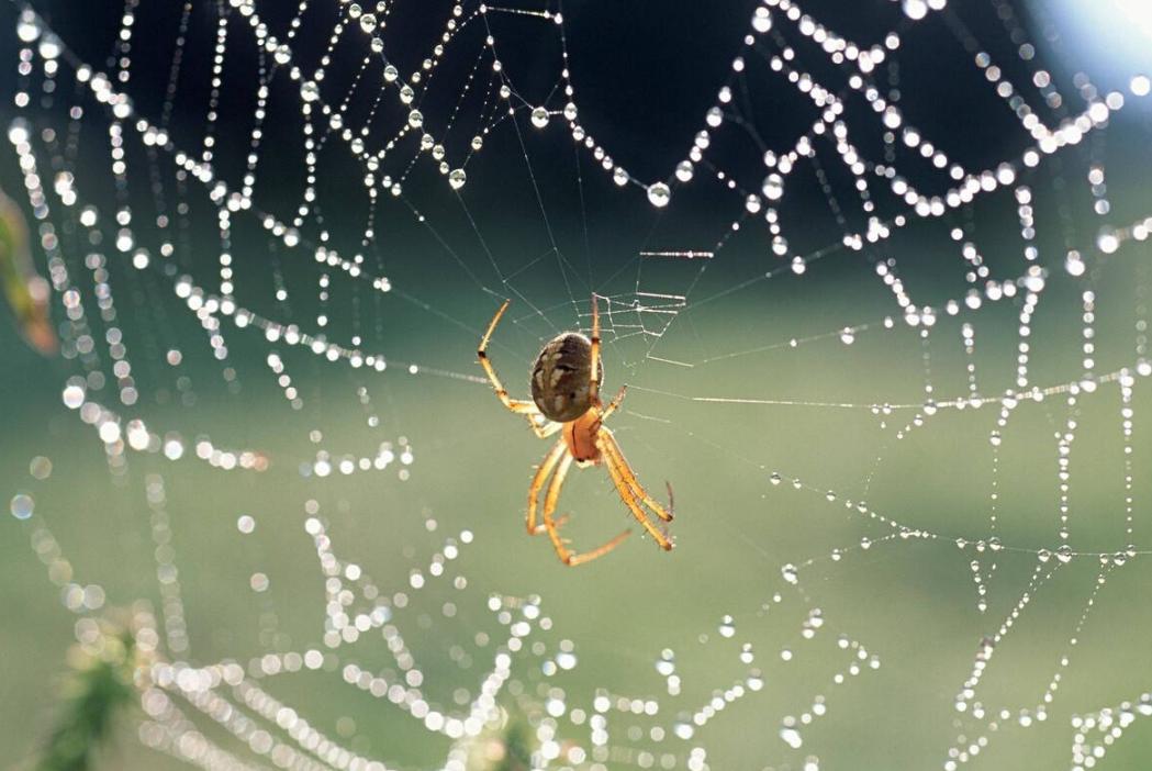 蜘蛛网的特点,蜘蛛网结构的优越性