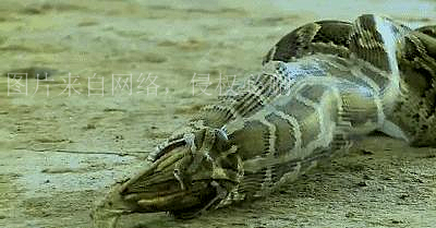 人类如果被蟒蛇活着吞进肚子里，用一把*首匕**能不能自救？