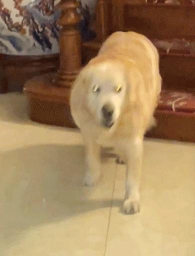 如果有一天，我的宠物不在了，怎么办？