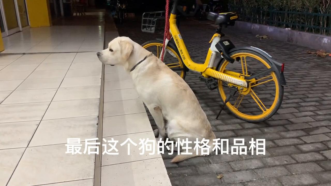 拉布拉多一只幼犬多少钱啊,拉布拉多幼犬多少钱一只啊