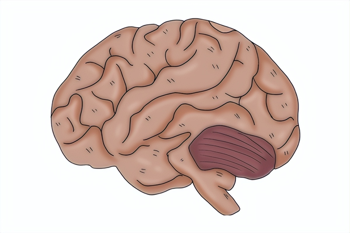 年纪轻轻脑子慢，感觉大脑不够灵活？三做三不做，助你大脑腾飞