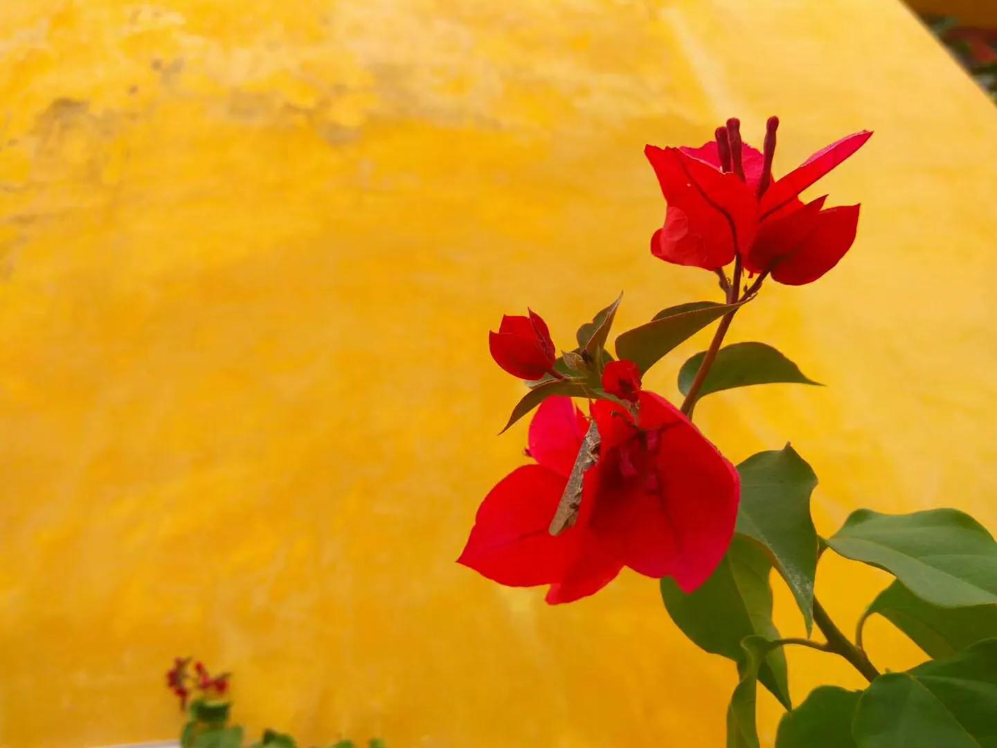 自己做拉拉队花球,自己做拉拉队牌子