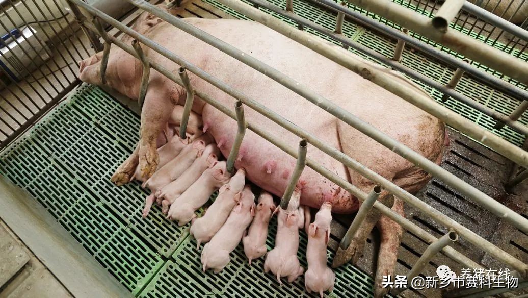 母猪产后综合症怎么预防,母猪产后怎么判断母猪炎症消了