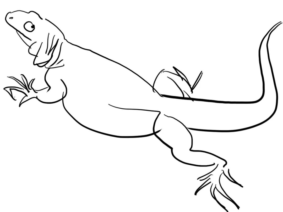 疫情与那些养爬行动物的人