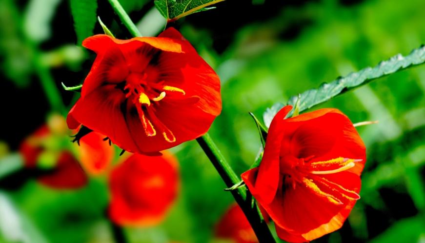 夜落金钱昼自开,夜落金钱昼自开意思