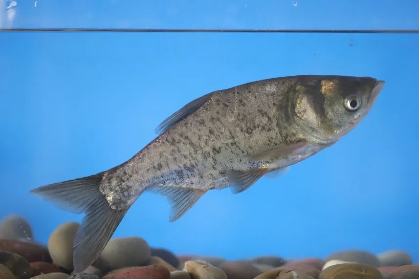 四大淡水名鱼是些什么鱼,四大家鱼青鱼是鲤鱼吗