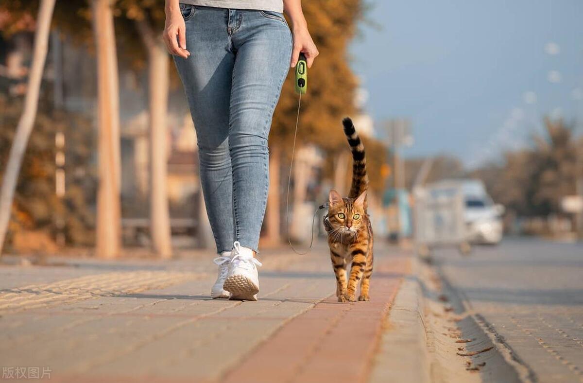 与猫咪沟通的方法有哪些,猫咪的聊天内容