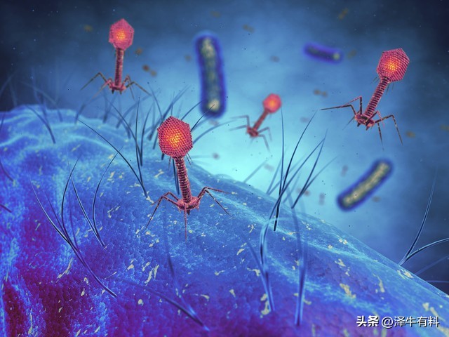 被它叮住会一直吸血还往肉里钻，千万别用手拽，头断到肉里就坏了