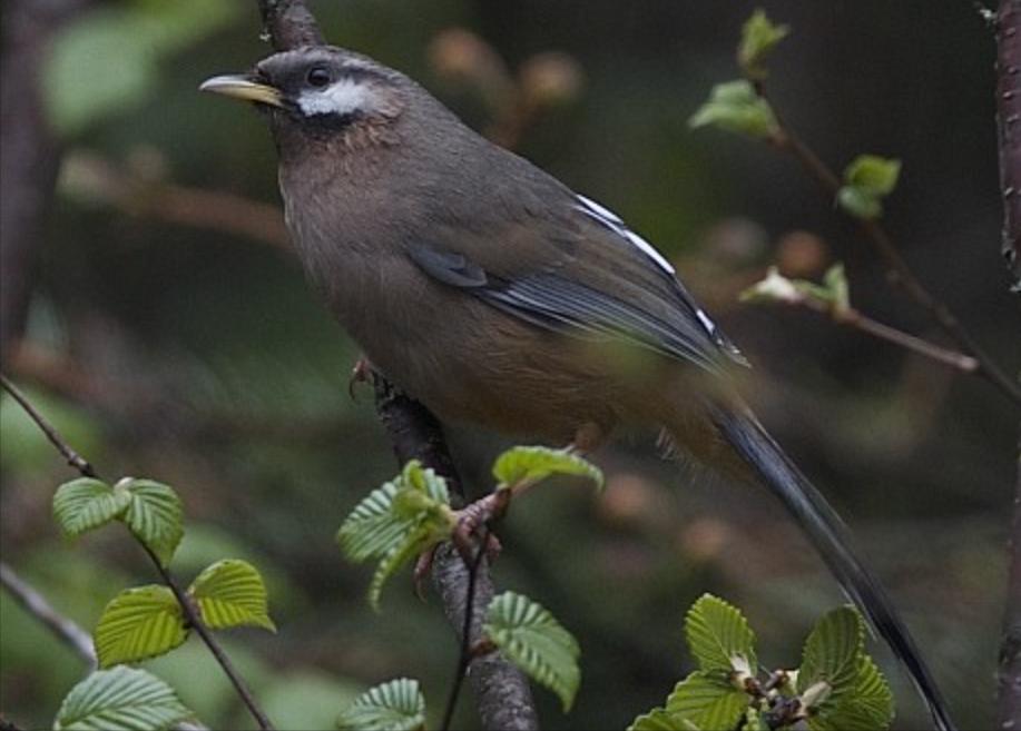 所有鸟图片大全大图,50张最佳鸟类摄影作品