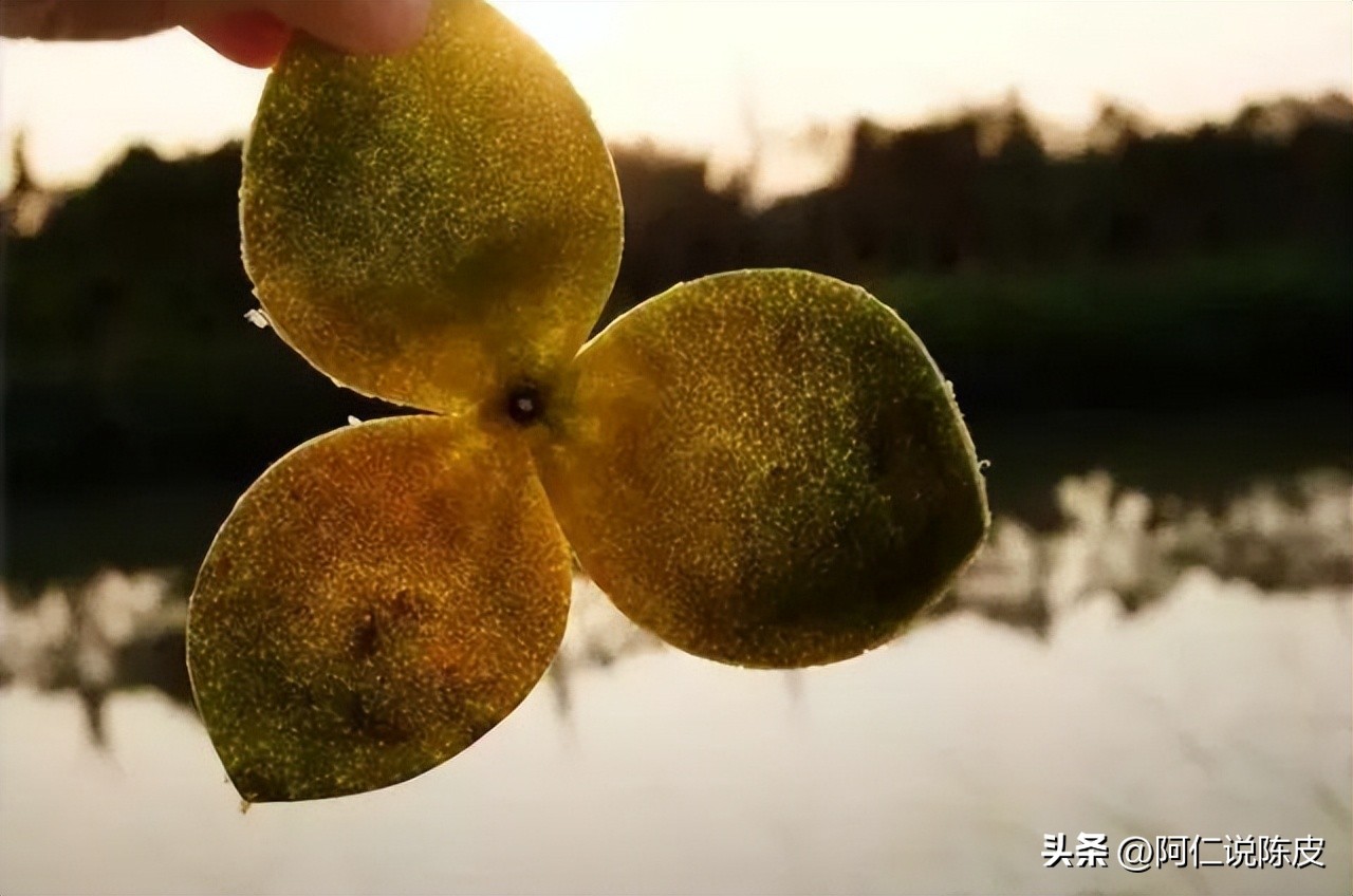 新会陈皮的真相,新会陈皮辨别真假