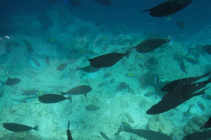 马尔代夫蜜月免费项目,蜜月旅游去马尔代夫哪个岛屿最好