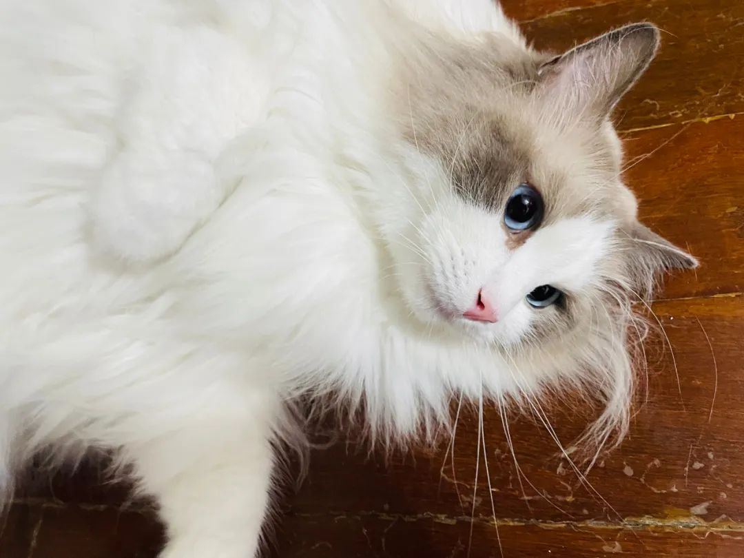 汤圆布偶猫,最好看的布偶猫汤圆