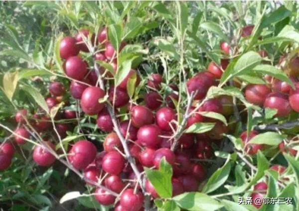 老人补钙的蔬菜有哪些,老年人补钙最有效果的营养品