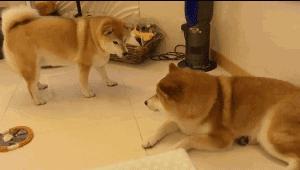 狗狗还会关心人,狗狗频繁繁育