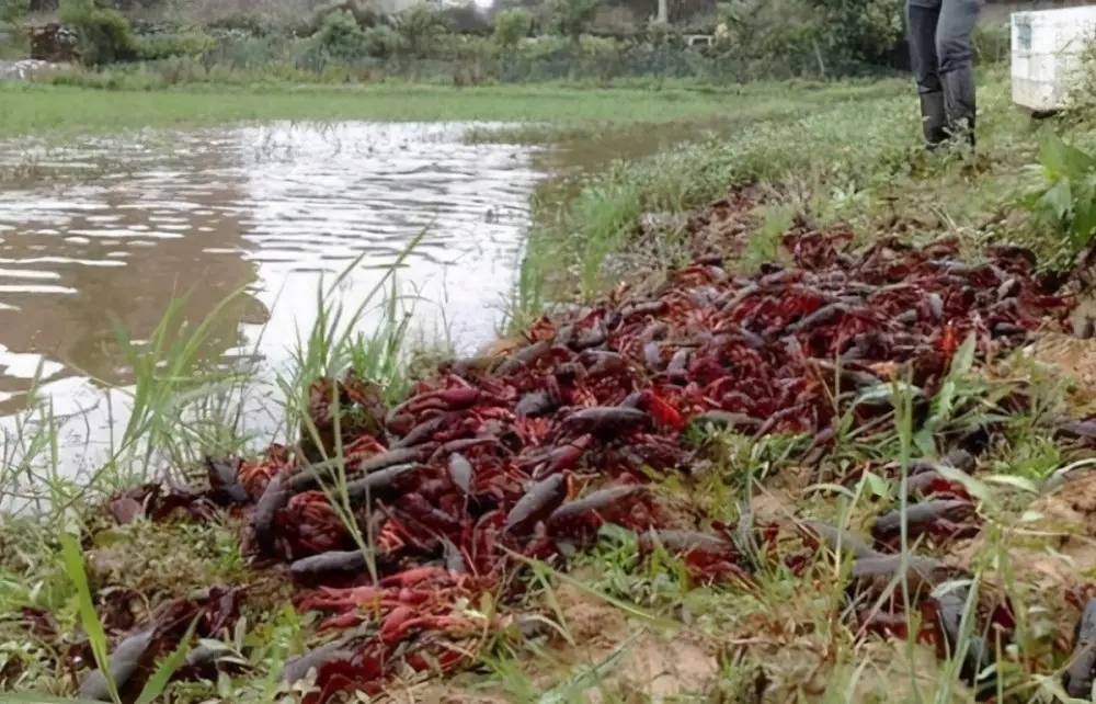 闈炴床閲庣尓鍒嗗竷鍖哄煙,闈炴床閲庣尓