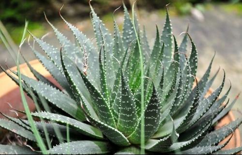 喜欢养花的人都会养什么花,喜欢养花的能不能养猫