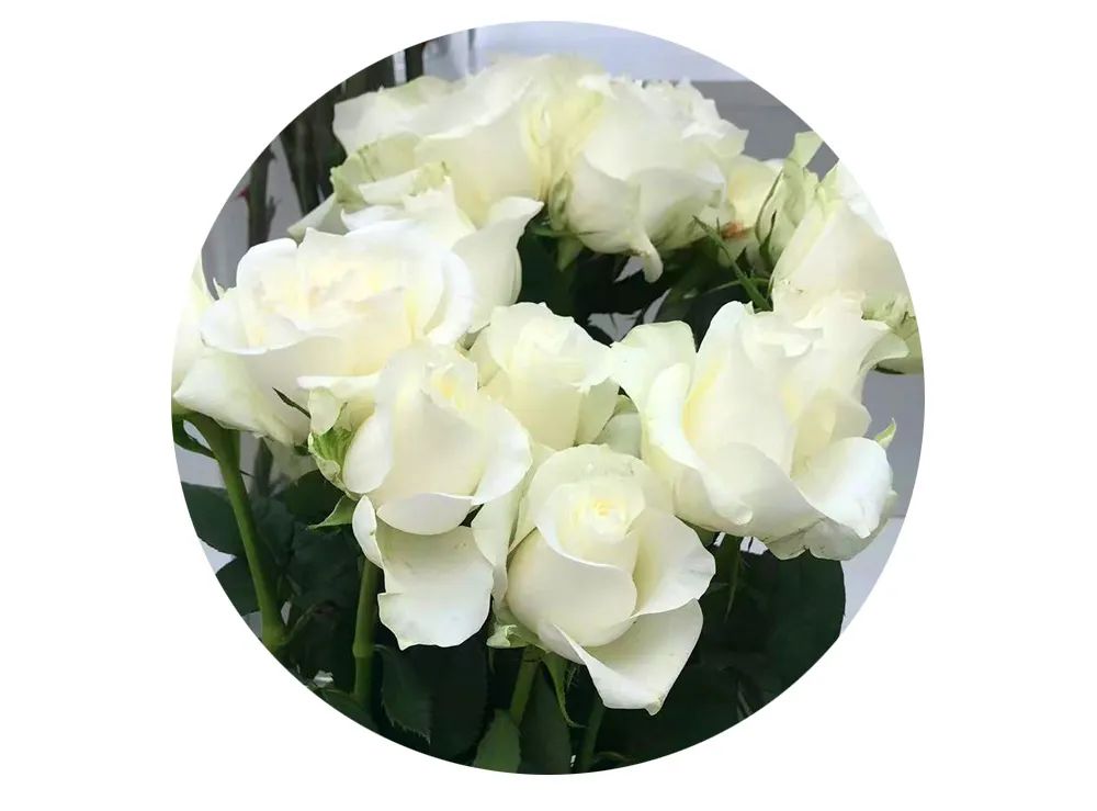 最美邂逅：百合博览园里美不胜收的名贵之花