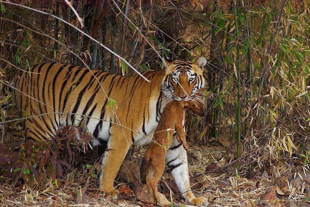 老虎怕狮子还是狮子怕老虎,老虎对战狮子老虎更厉害吗