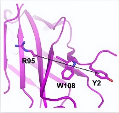 唾液酸与杜克雷嗜血杆菌周质结合蛋白之间相互作用的分子特征
